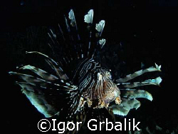 Lion Fish by Igor Grbalik 